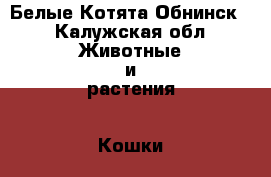 Белые Котята Обнинск. - Калужская обл. Животные и растения » Кошки   . Калужская обл.